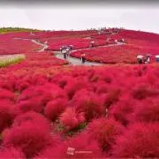 つぼみの画像