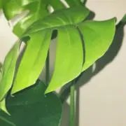 ぴぱの画像