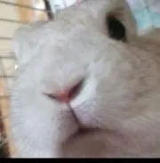 衣里の画像