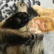 おまめの画像