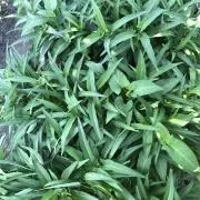 草津