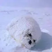 テンダーの画像