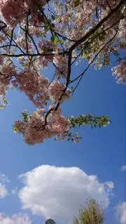 かすていら