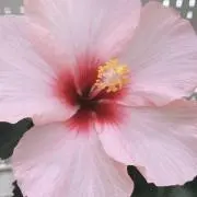 t.の画像