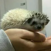 さっちゃん★お取引1000件達成★の画像