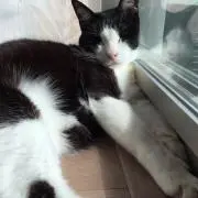 かじゅまる