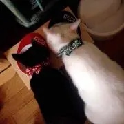 ぐれむ