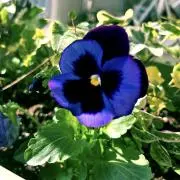 ✴︎✳︎violet✳︎✴︎の画像