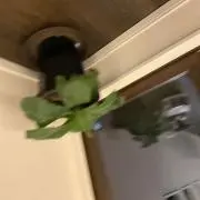 カブト