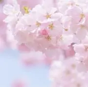 sakuraの画像