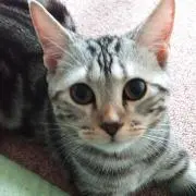 猫好きの画像
