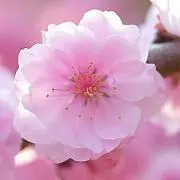 Chanmii＊プロフ必読＊の画像