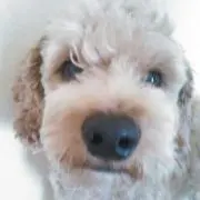 ビッグフット