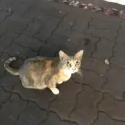 Chunboの画像