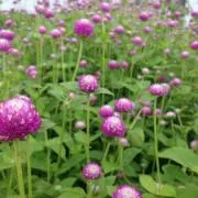 月桂樹~ローリエ~の画像