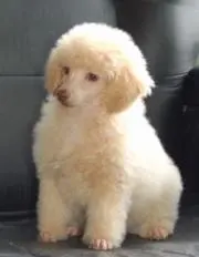 きば