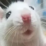 梅あんこの画像