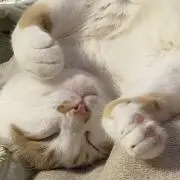 みぃ