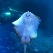 みんこの画像