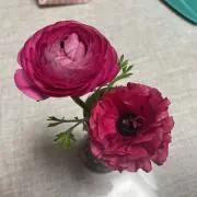 アンジュ