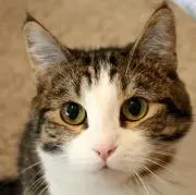 つちねこの画像