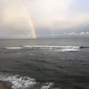 ぴこの画像