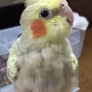百々子