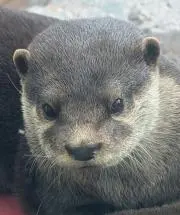 かわうその画像