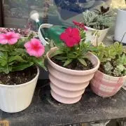 ひよこママの画像