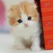 YU♡の画像