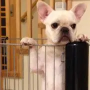 ワンさん