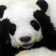 めいそらぱんだ