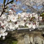 ゆるいの画像