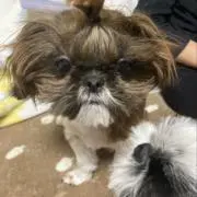 ぴーの画像