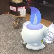 パキラの画像