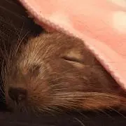 おこめ