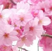 カナチの画像