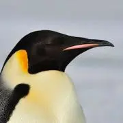 ぺんぺんの画像