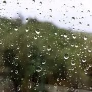 にいかの画像