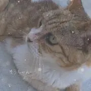 ベンケーシ