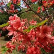 NHKOの画像