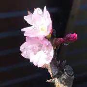 ぷぅ【子ども服　おまとめ割大歓迎】の画像