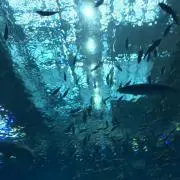 rideの画像