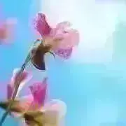 いちごの画像