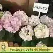 kuumiの画像