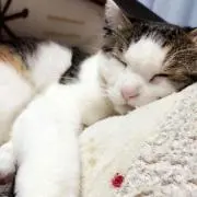 にゃんたろ✩の画像