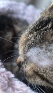 クッキー