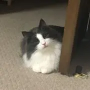いねちゃん