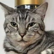 なりなりの画像