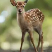 あおのりの画像